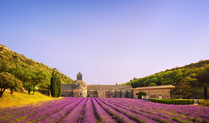 Lavande en fleurs